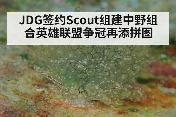 JDG签约Scout组建中野组合英雄联盟争冠再添拼图